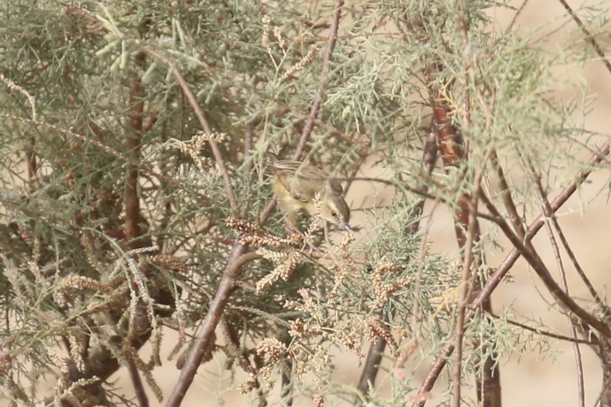 Tawny-flanked Prinia - ML646439593