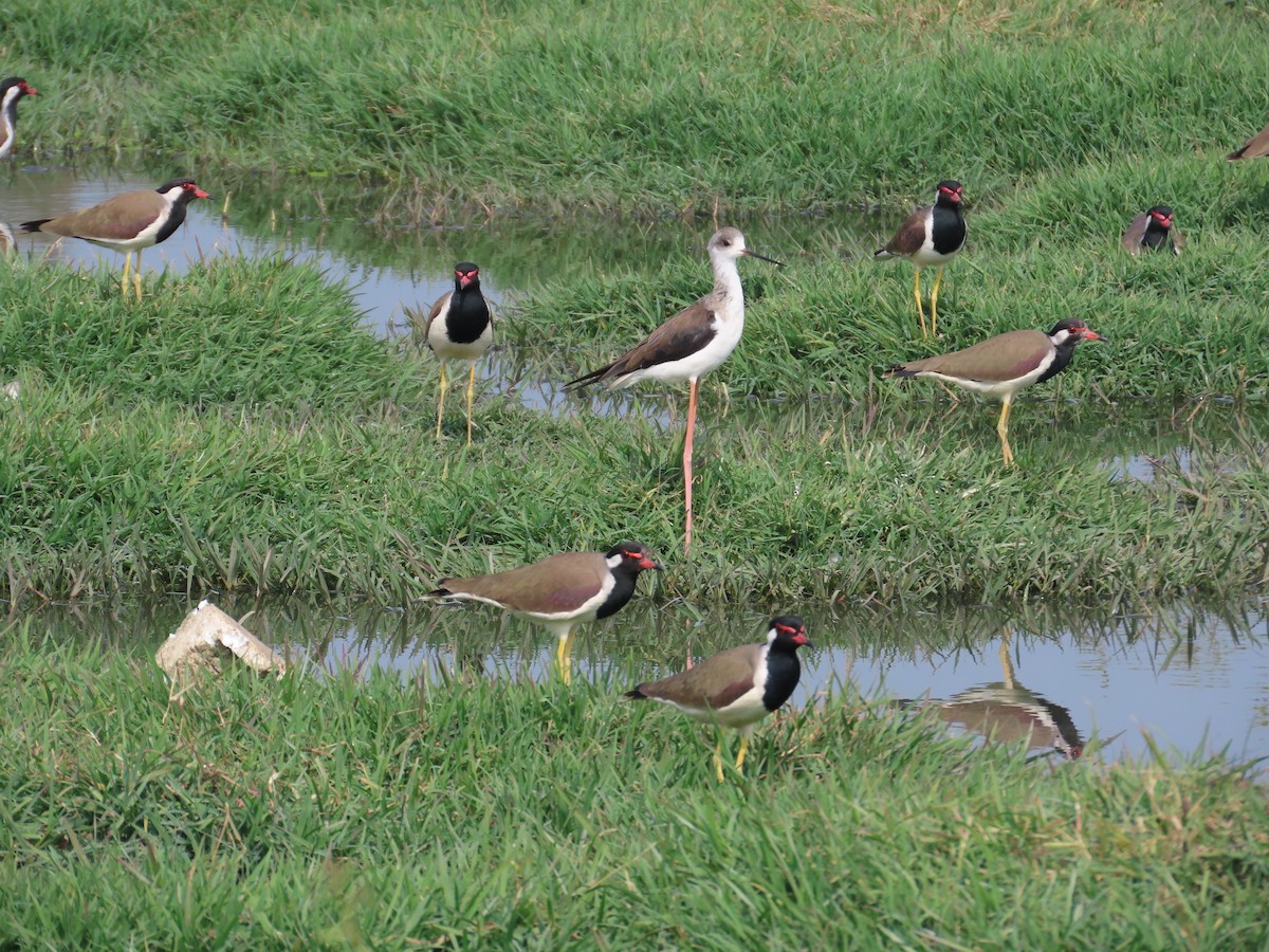 Red-wattled Lapwing - ML646439595