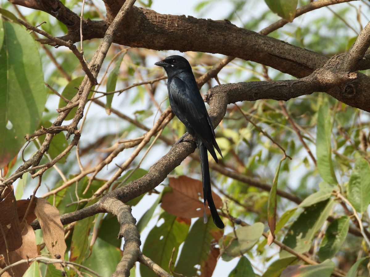 Black Drongo - ML646439596