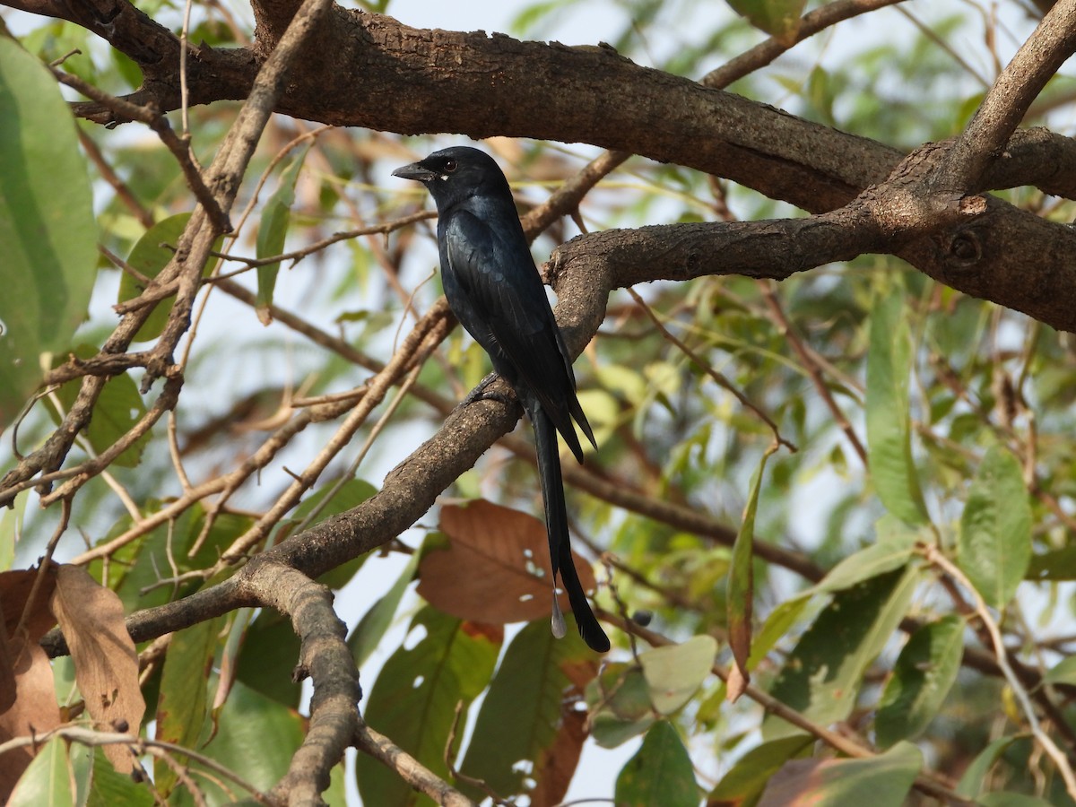 Black Drongo - ML646439597