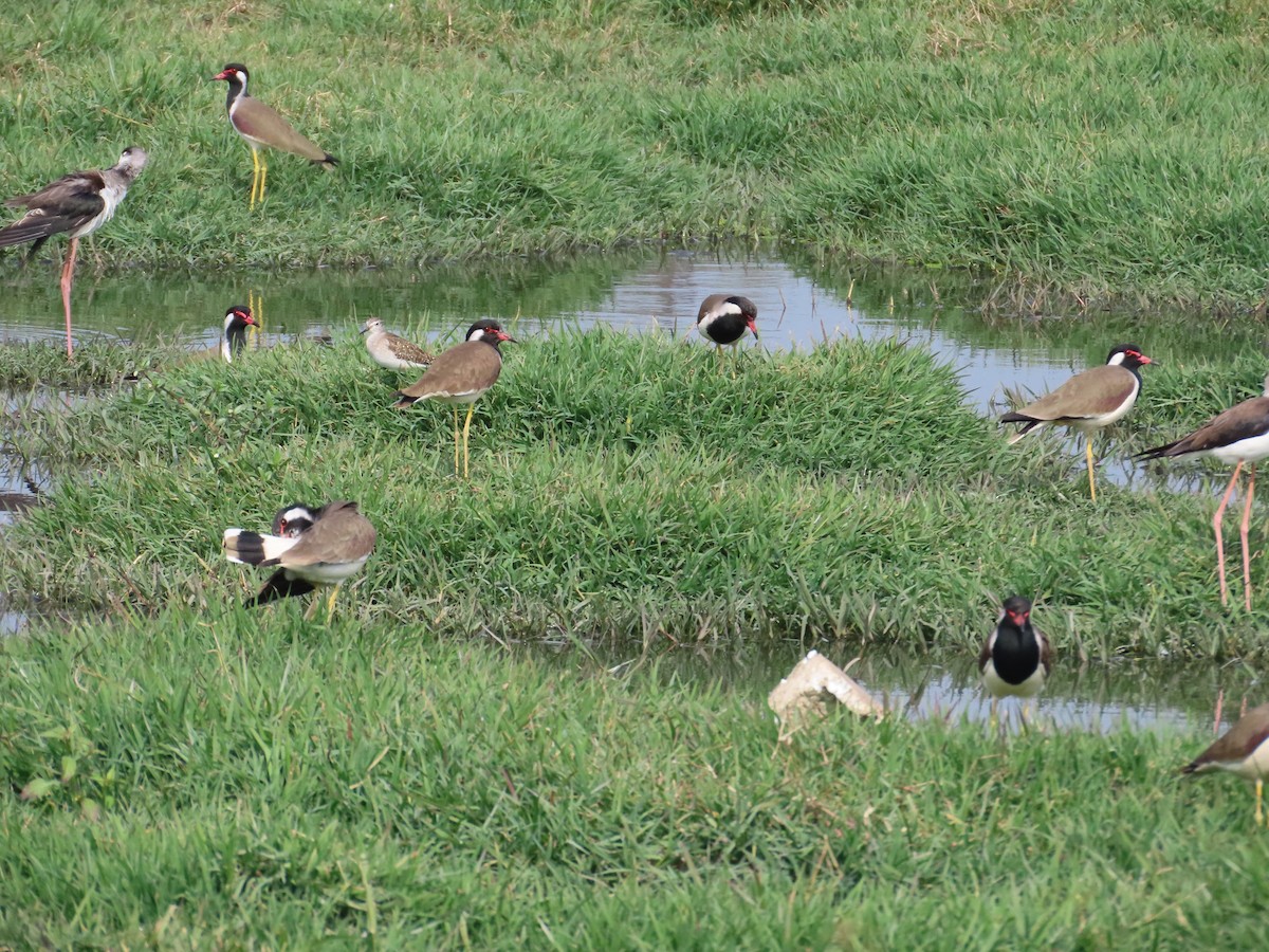 Red-wattled Lapwing - ML646439598