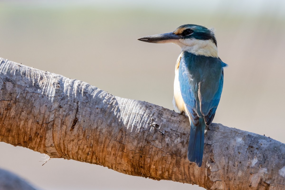 Sacred Kingfisher - ML646439599