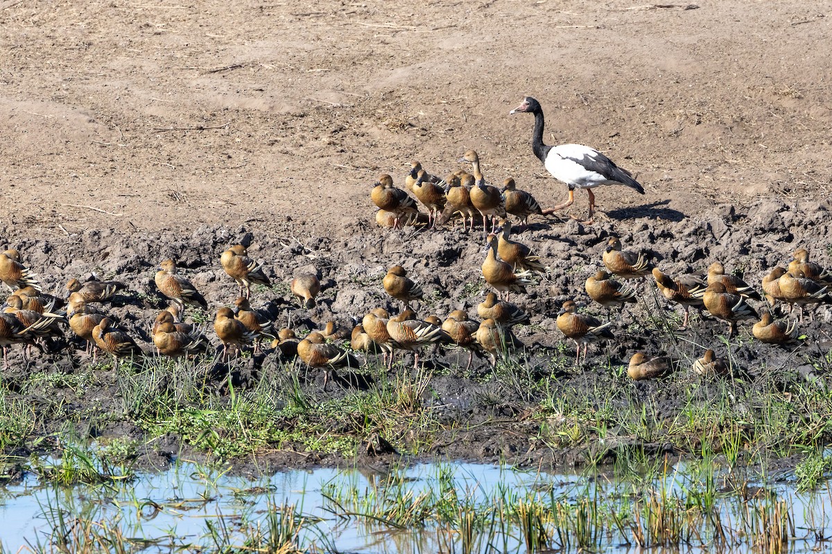 Розовоногая древесная утка - ML646439601