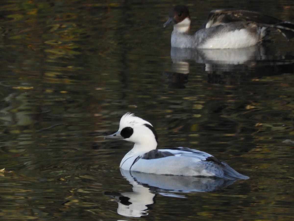 Smew - ML646439602