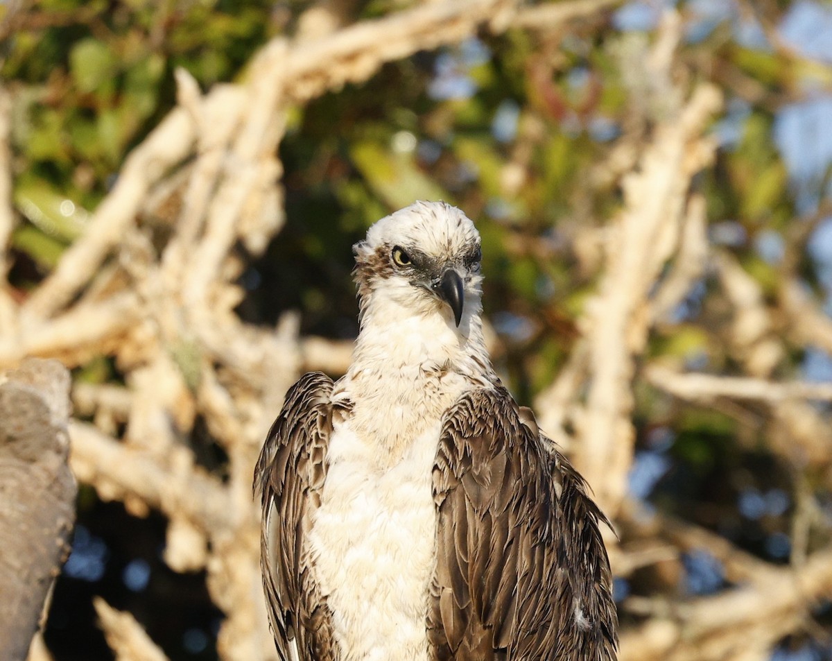 Arrano arrantzalea - ML646439603