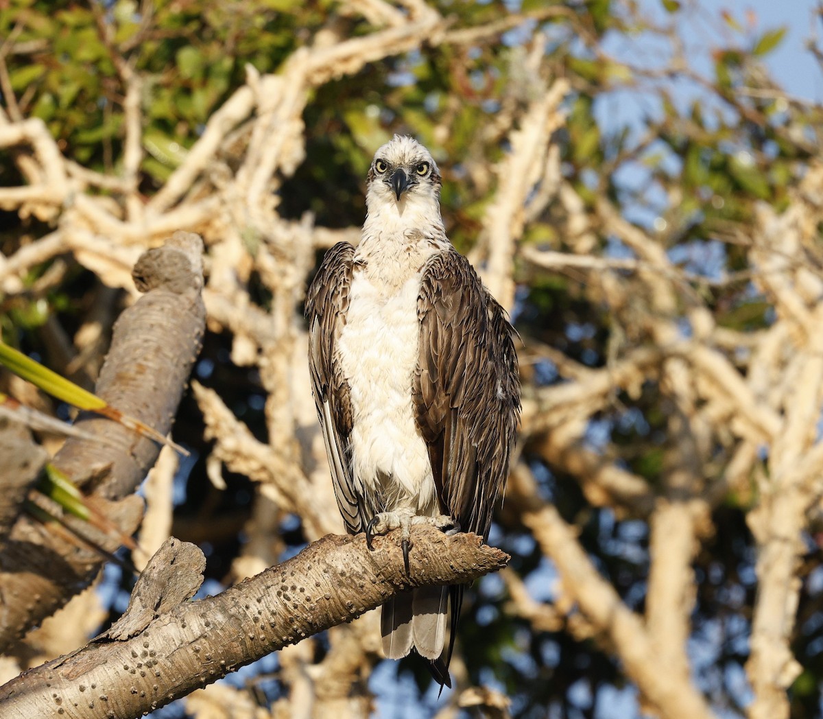 Arrano arrantzalea - ML646439604