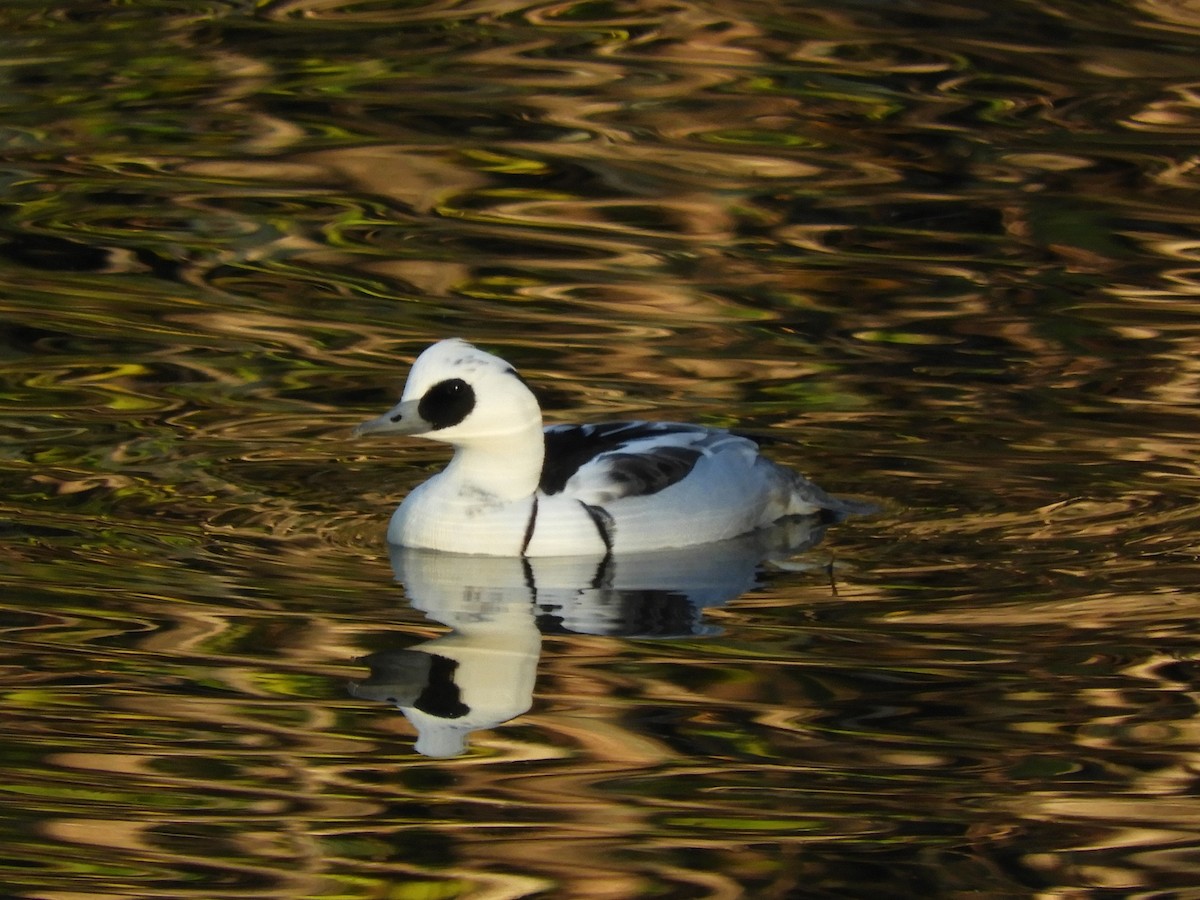 Smew - ML646439605