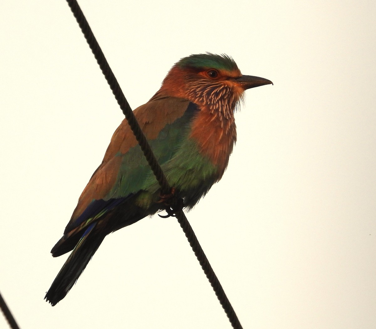 Indian Roller - ML646439606