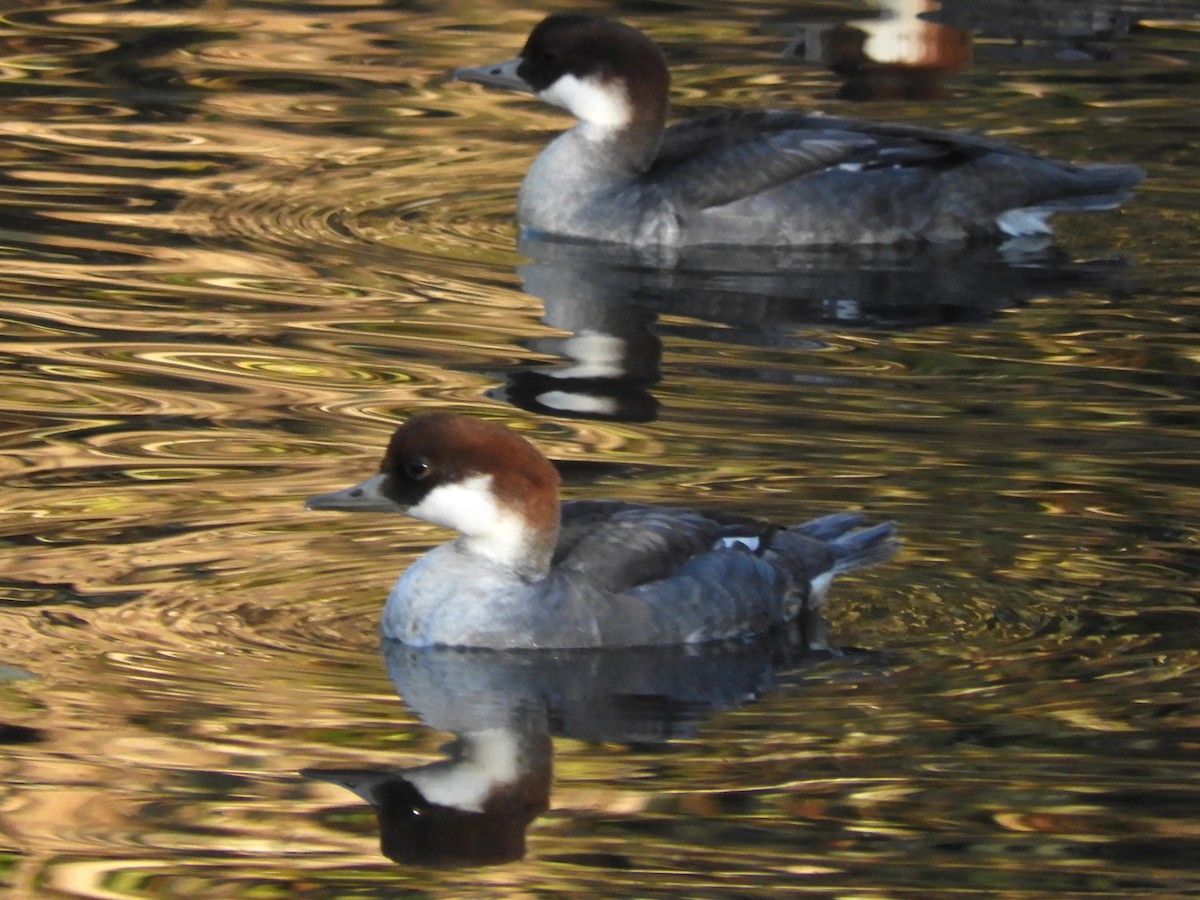 Smew - ML646439609