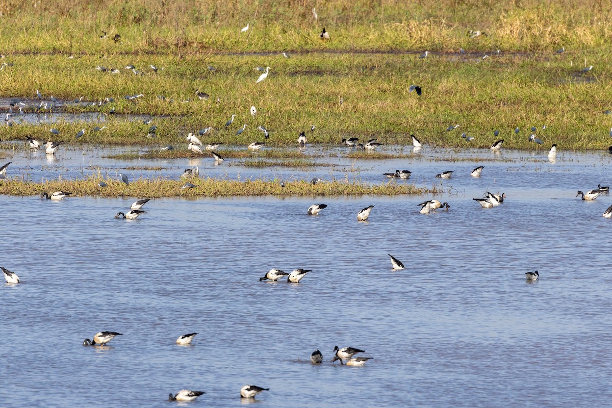 Полулапчатый гусь - ML646439610