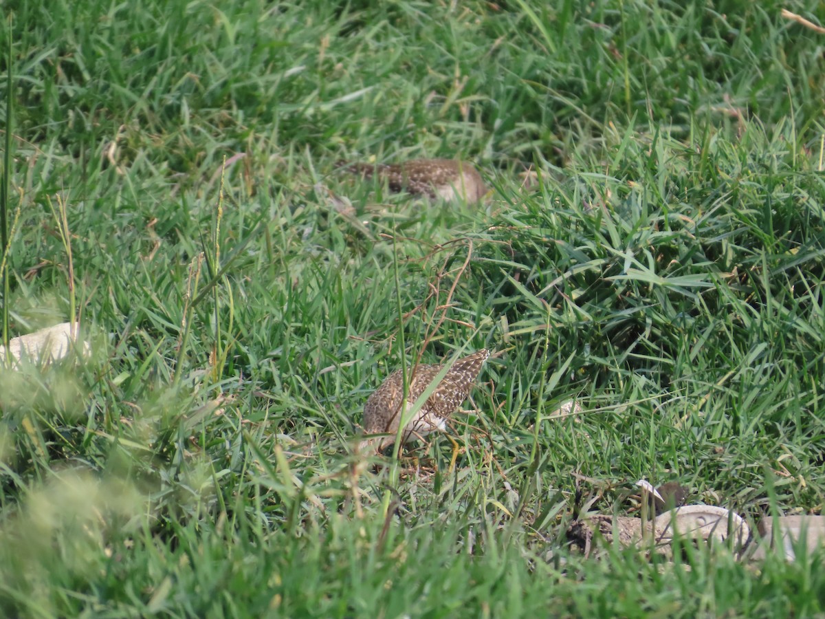 vodouš bahenní - ML646439611