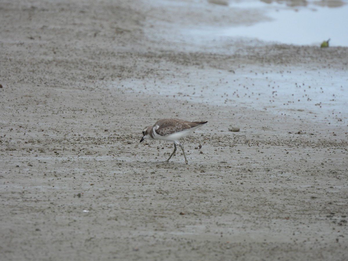 Corriere di Leschenault - ML646439612