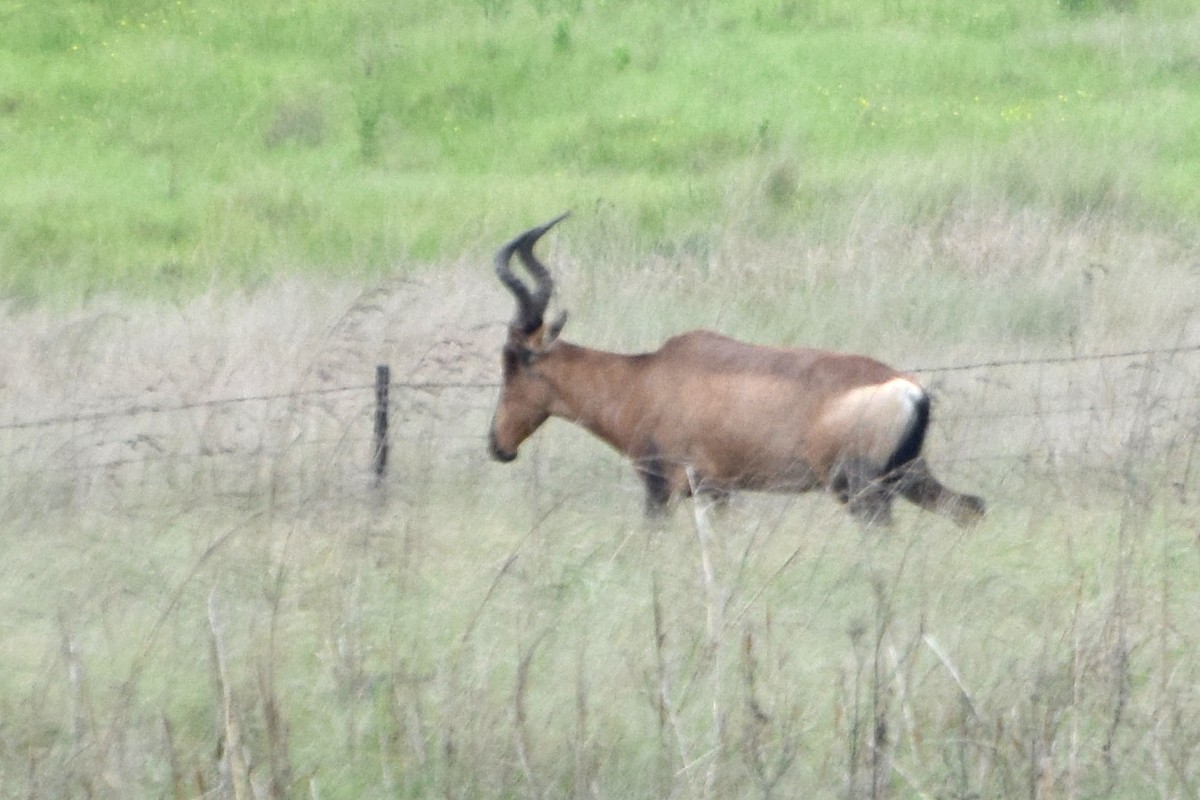 Greater Kudu - ML646439613