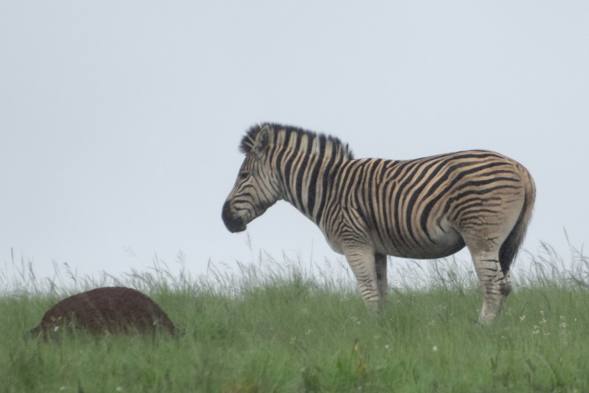 Bayağı Zebra - ML646439614