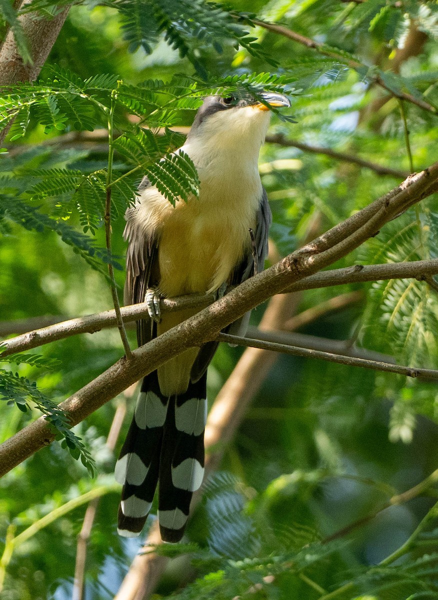 Mangrove Cuckoo - ML646439616