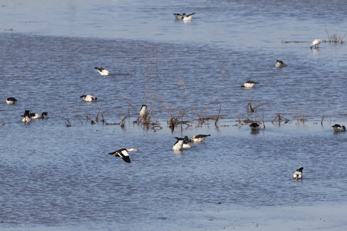 Пеганка-раджа - ML646439617