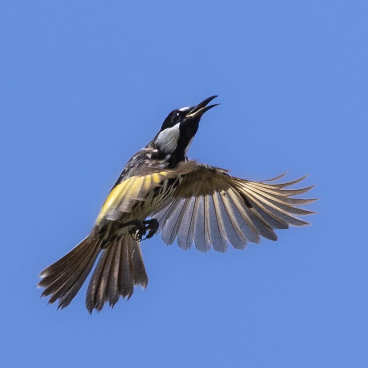 White-cheeked Honeyeater - ML646439618