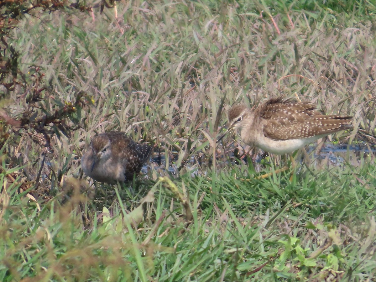 vodouš bahenní - ML646439619