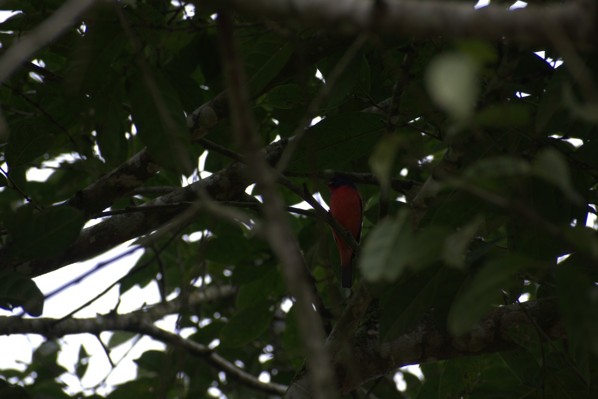 Painted Bunting - ML646439620