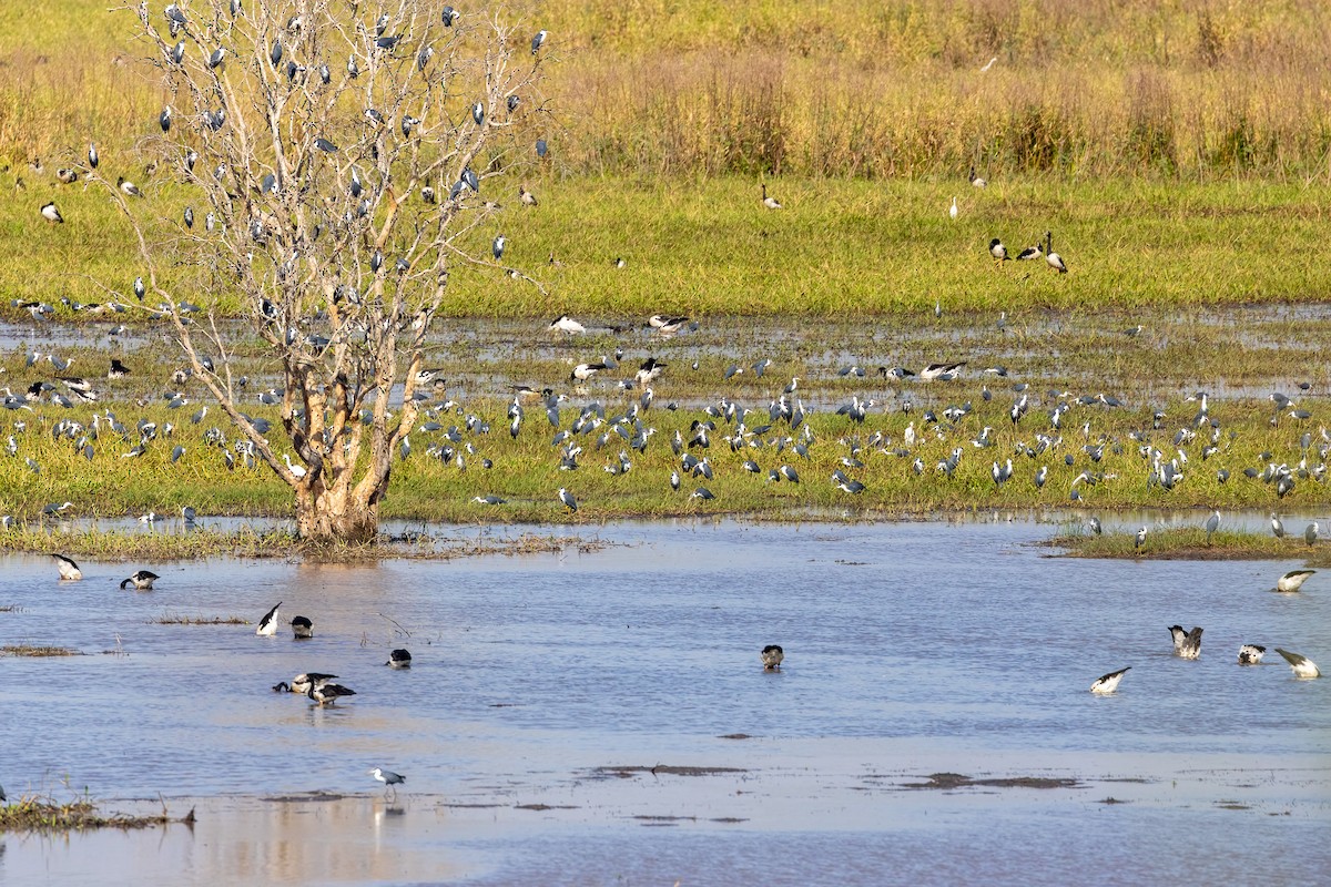 Сорочья цапля - ML646439621