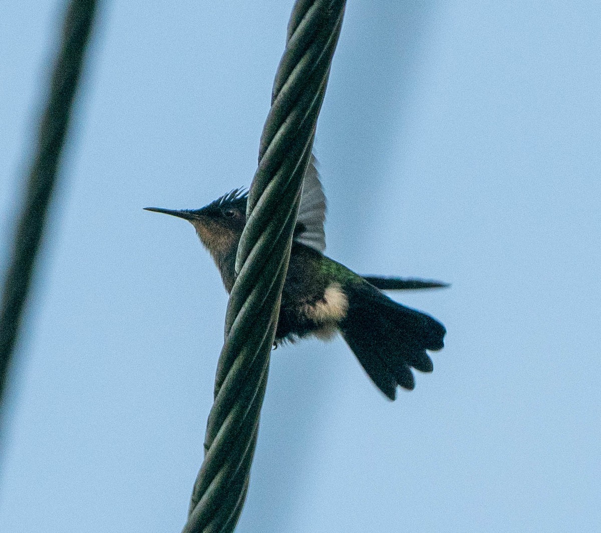 Antillean Crested Hummingbird (Grenadines and Grenada) - ML646439622