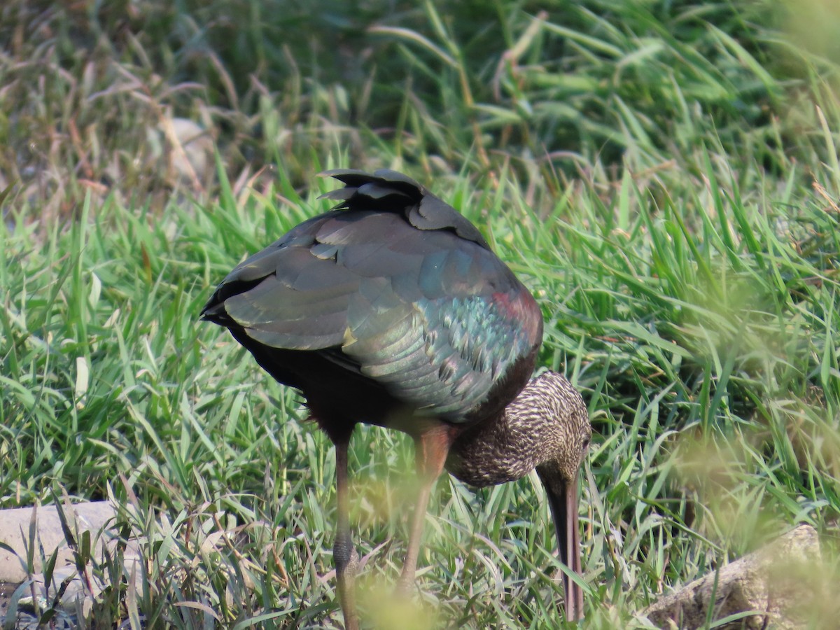 Glossy Ibis - ML646439627