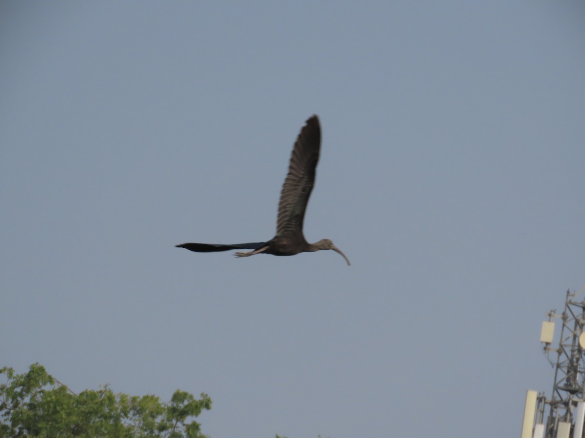 Glossy Ibis - ML646439629