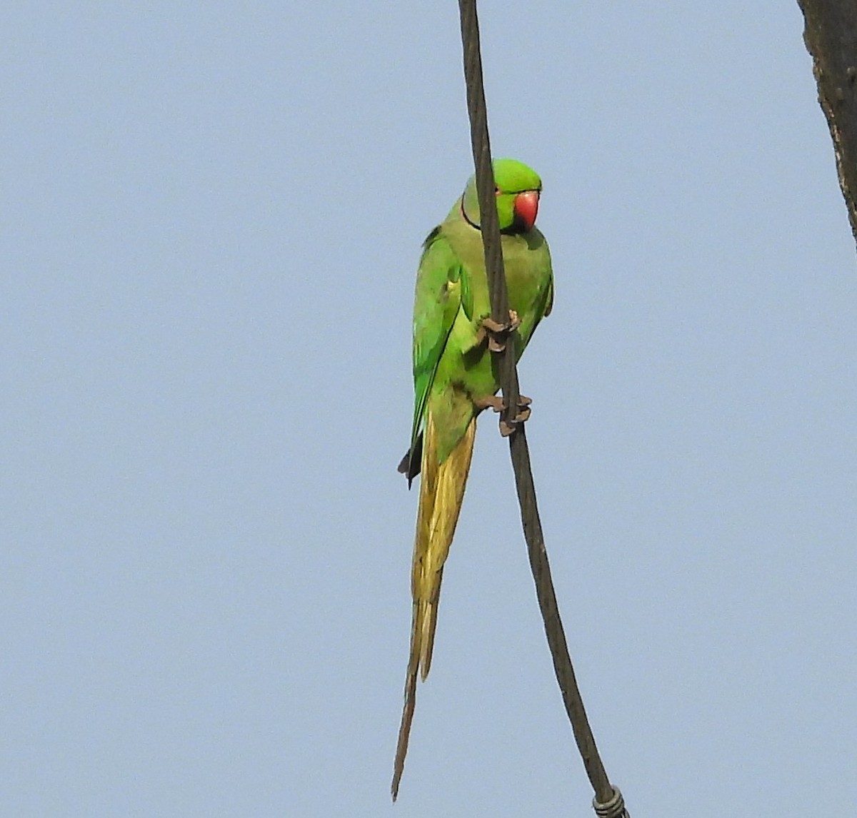 Rose-ringed Parakeet - ML646439637