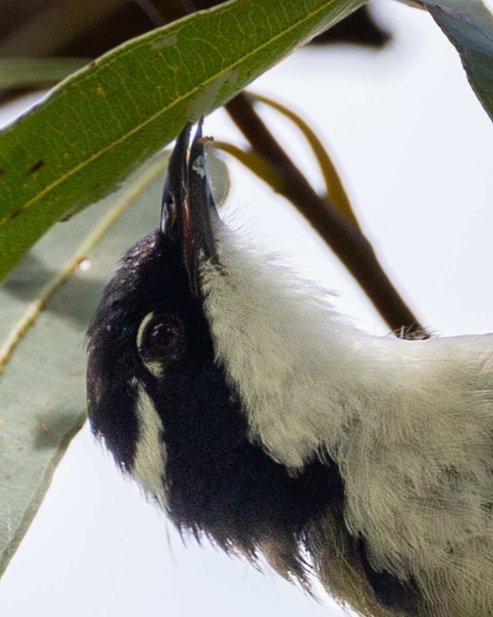 White-throated Honeyeater - ML646439638