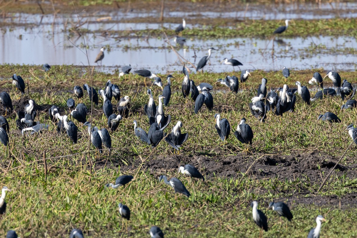 Сорочья цапля - ML646439639