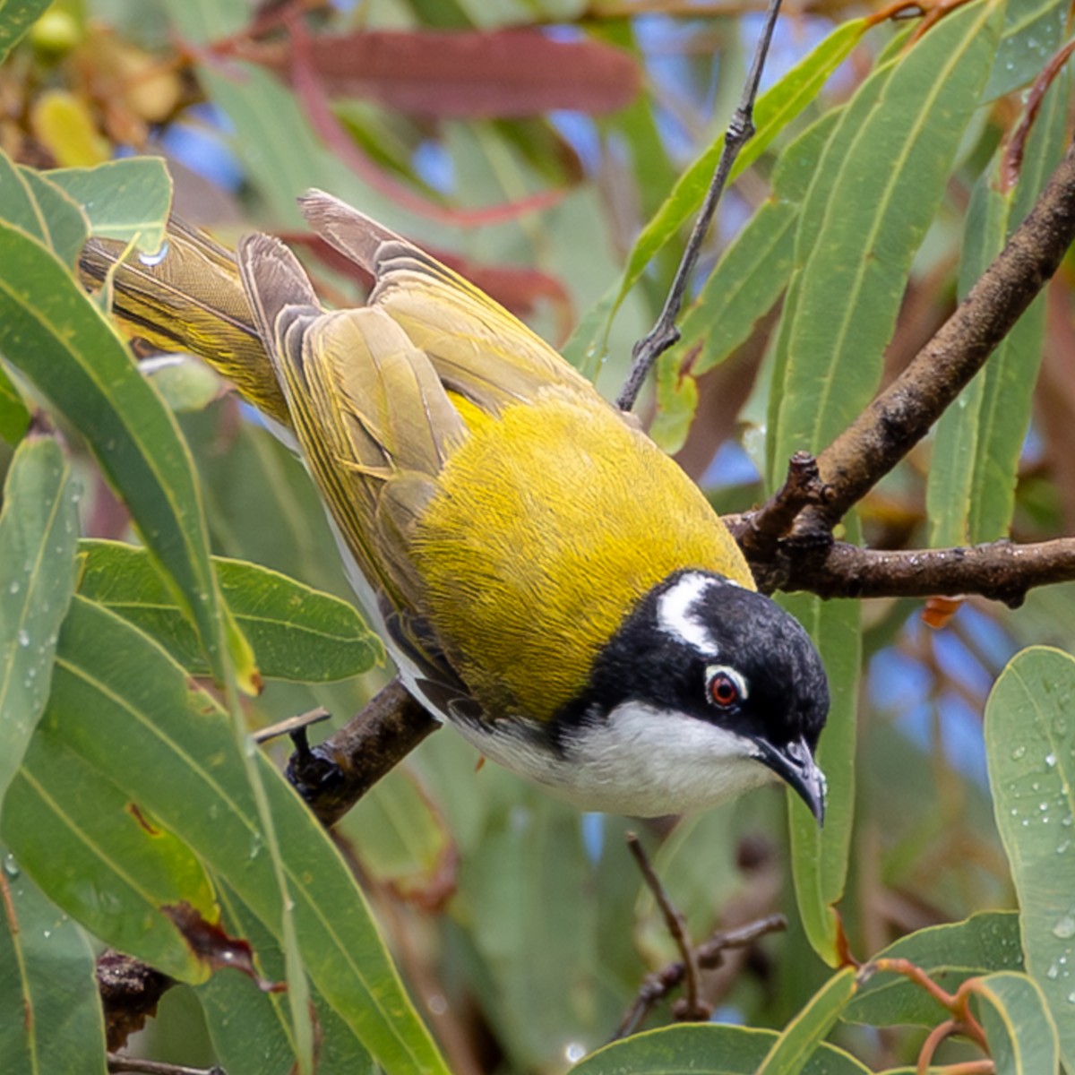 White-throated Honeyeater - ML646439640