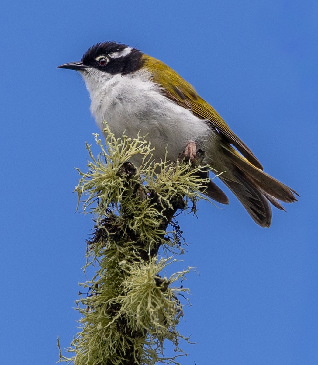 White-throated Honeyeater - ML646439641