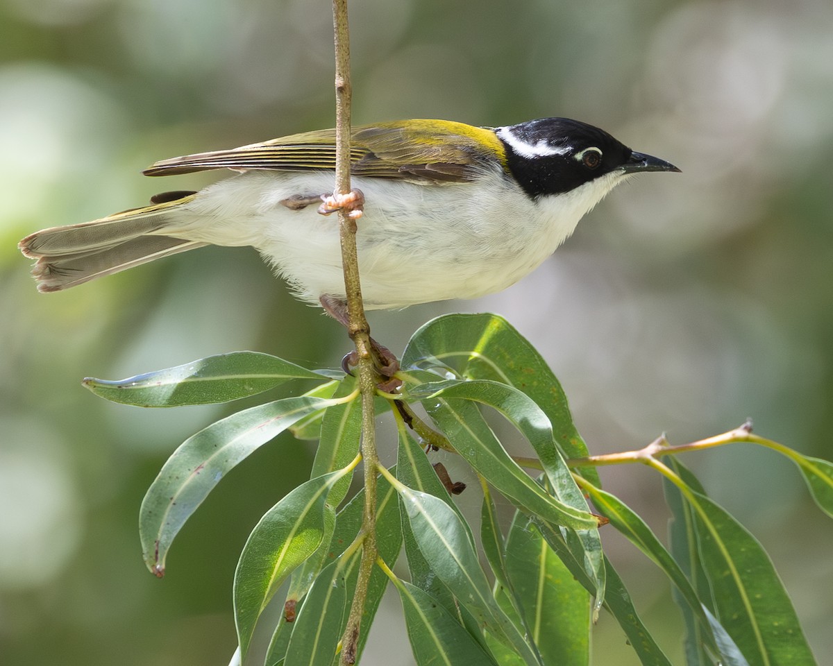 White-throated Honeyeater - ML646439642