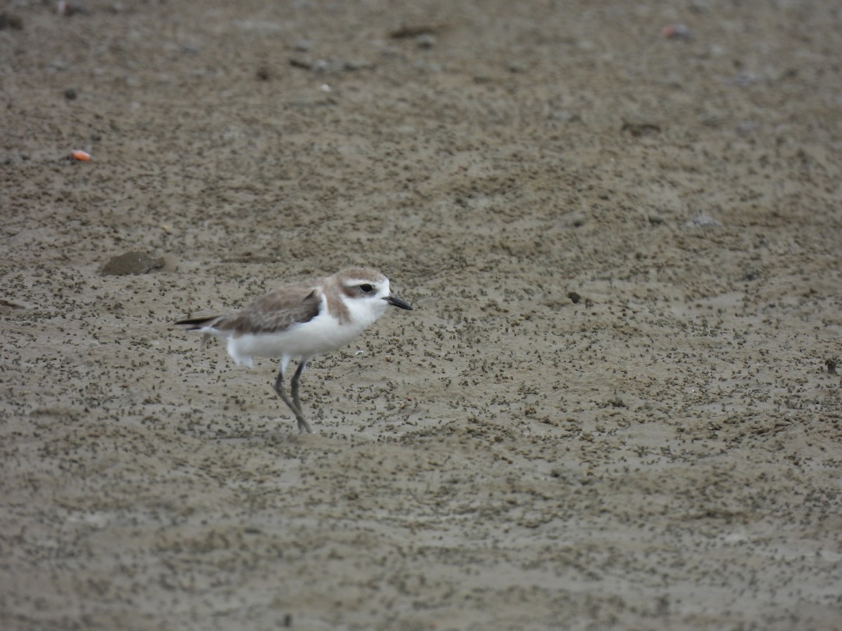 Tibetan Sand-Plover - ML646439643