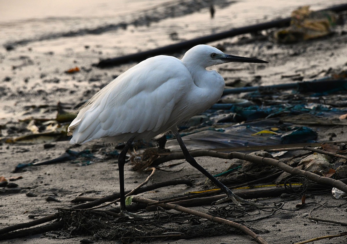 Aigrette garzette - ML646439645