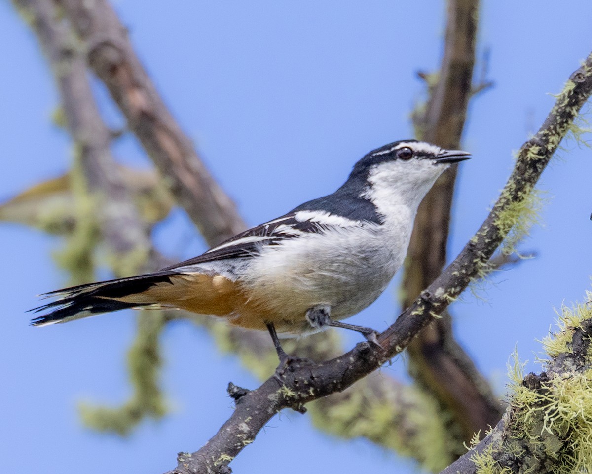 Varied Triller - ML646439646