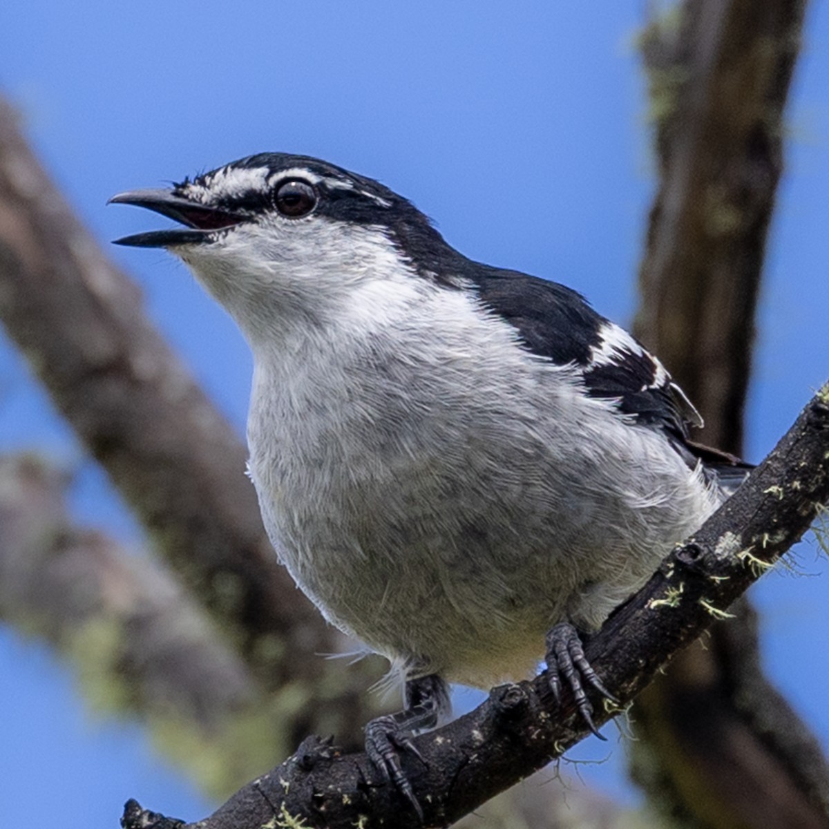 Varied Triller - ML646439647