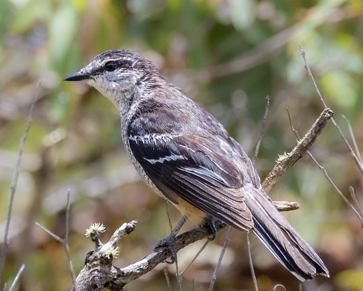 Varied Triller - ML646439648