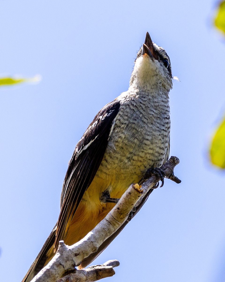 Varied Triller - ML646439649