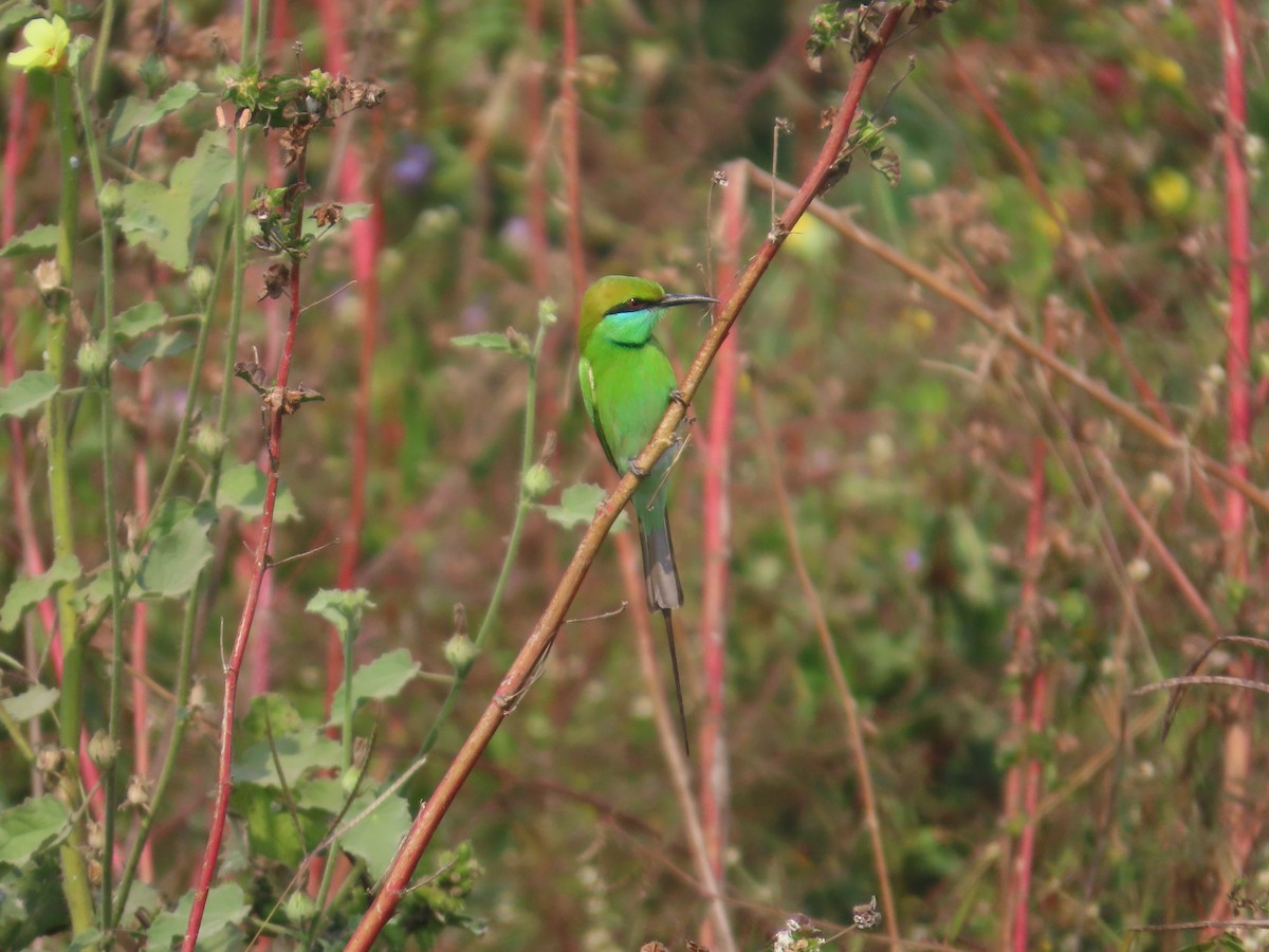Asian Green Bee-eater - ML646439650