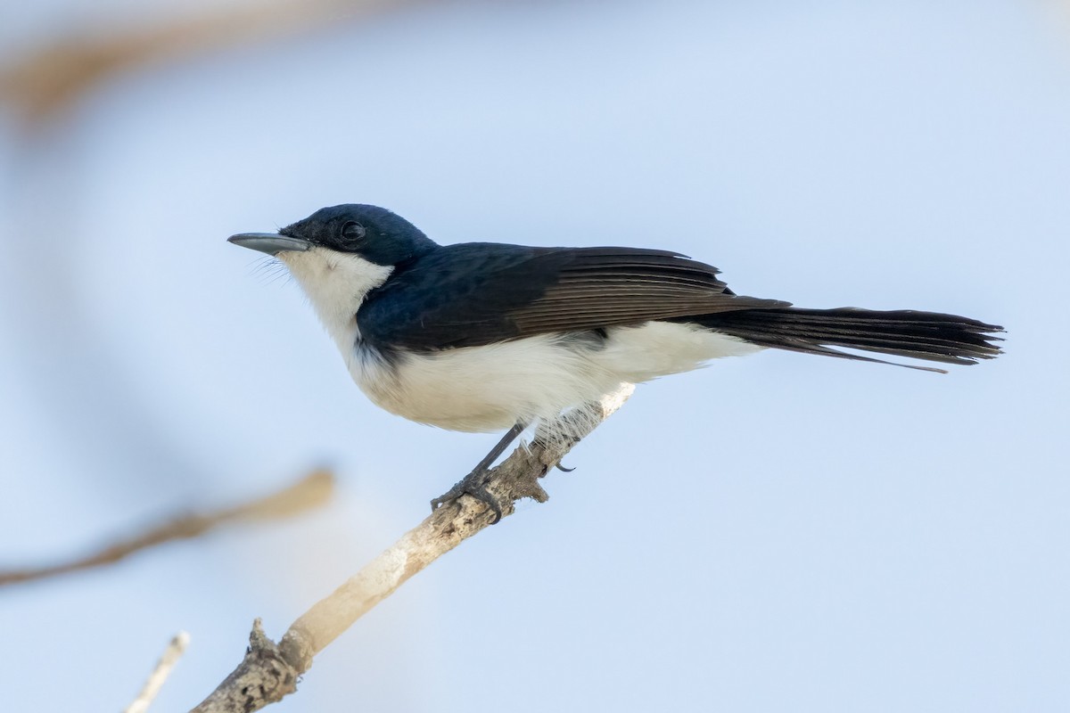 Вертлявая миагра - ML646439651