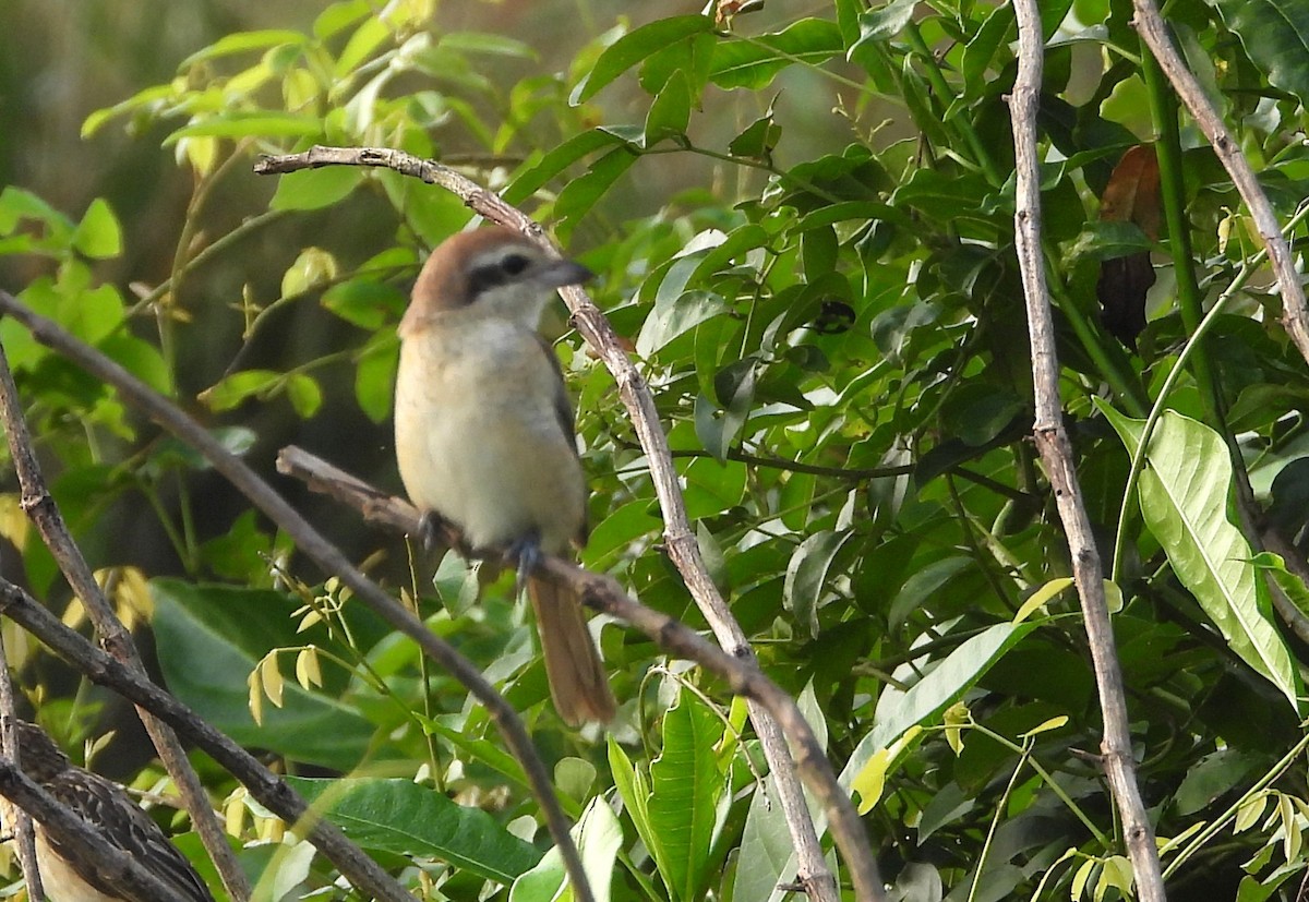 Ухаа дунхай - ML646439652