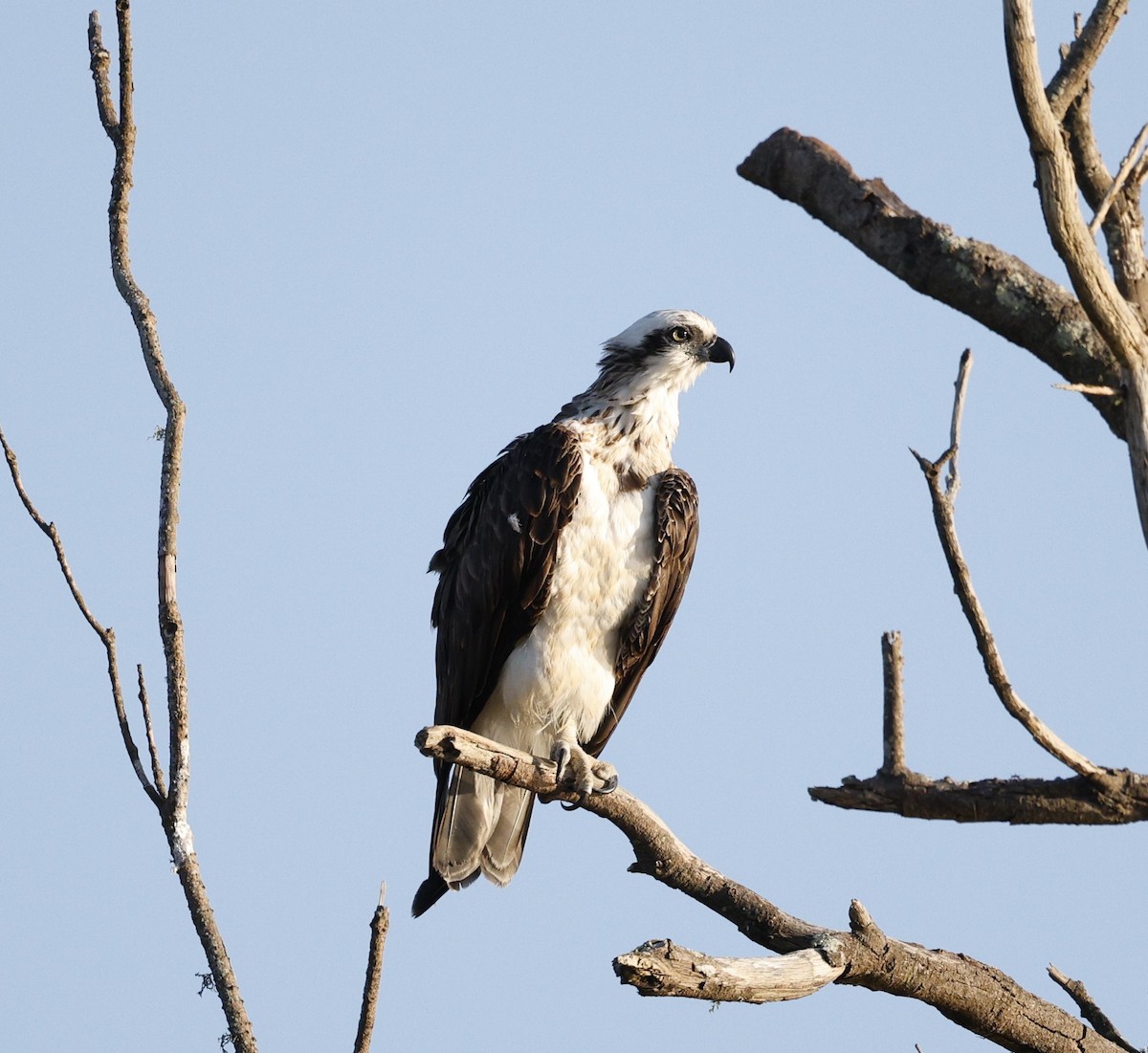 Arrano arrantzalea - ML646439653