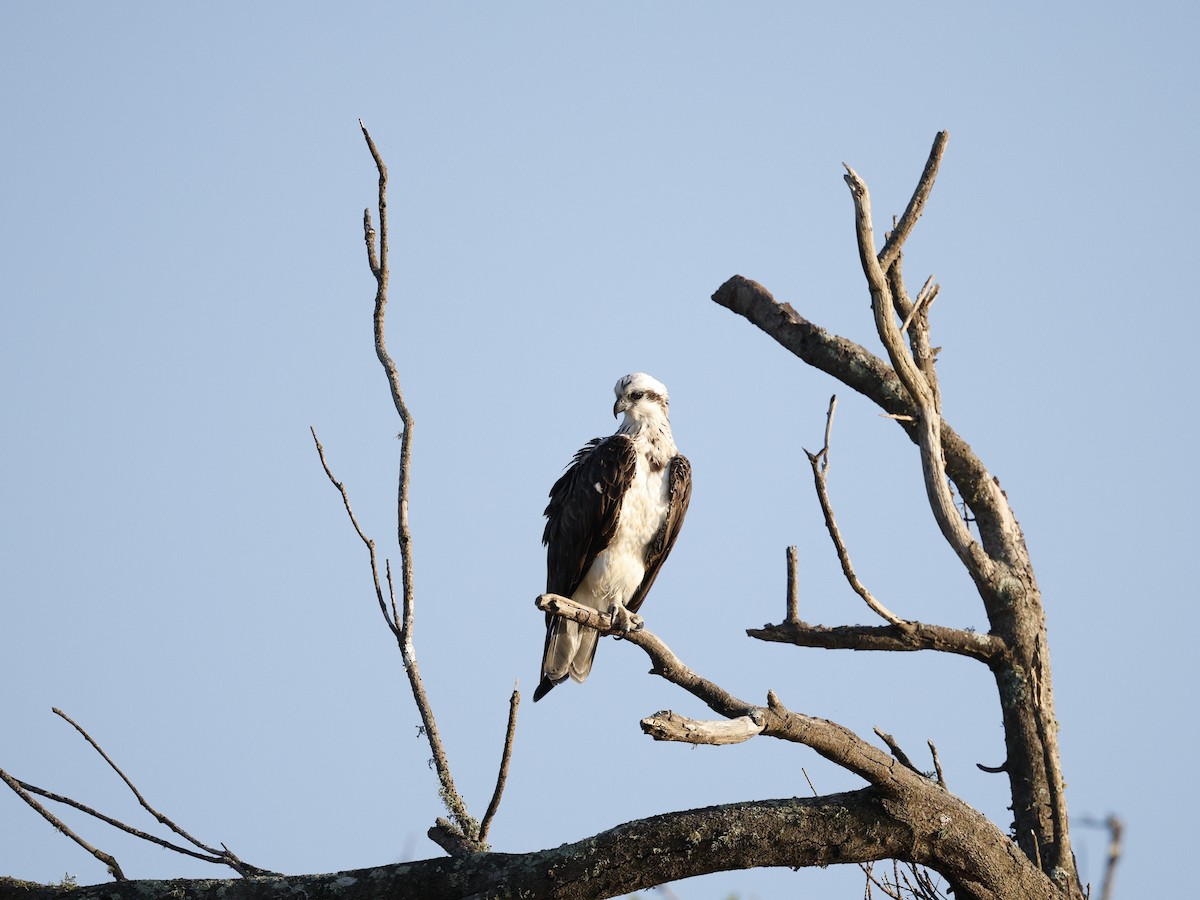 Arrano arrantzalea - ML646439654