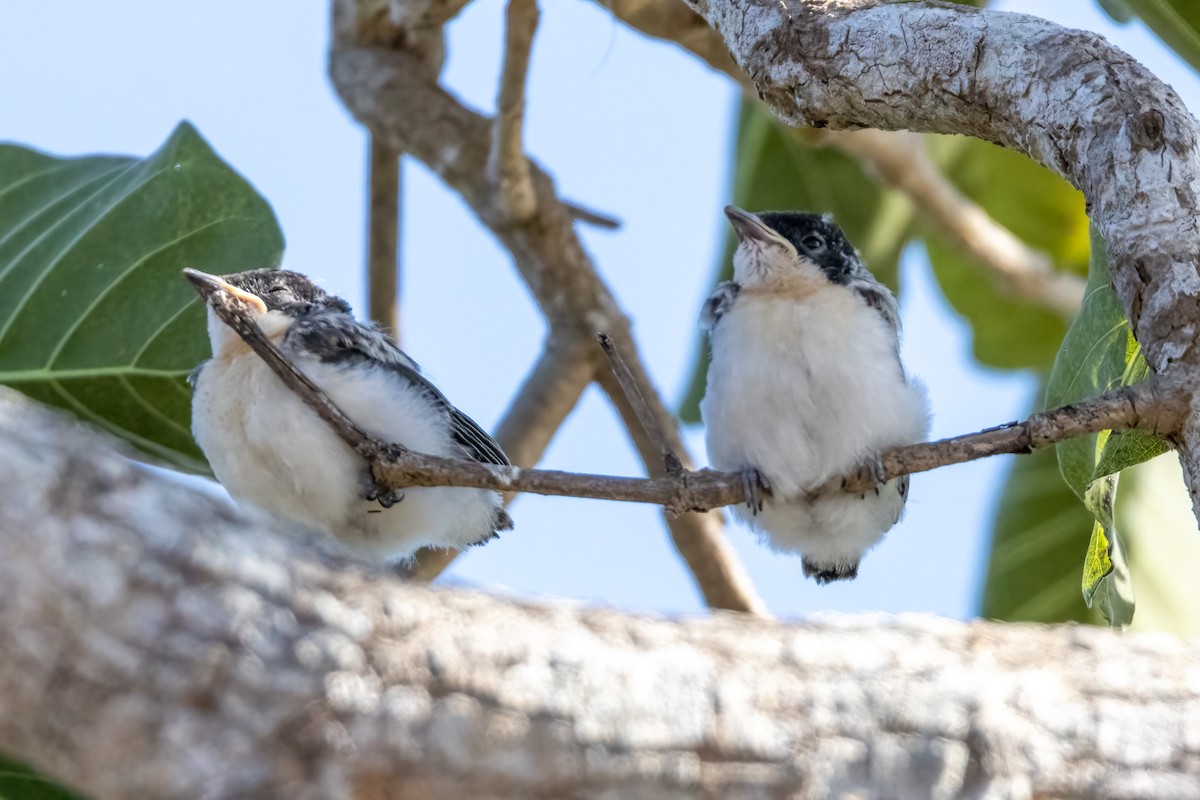 Вертлявая миагра - ML646439656