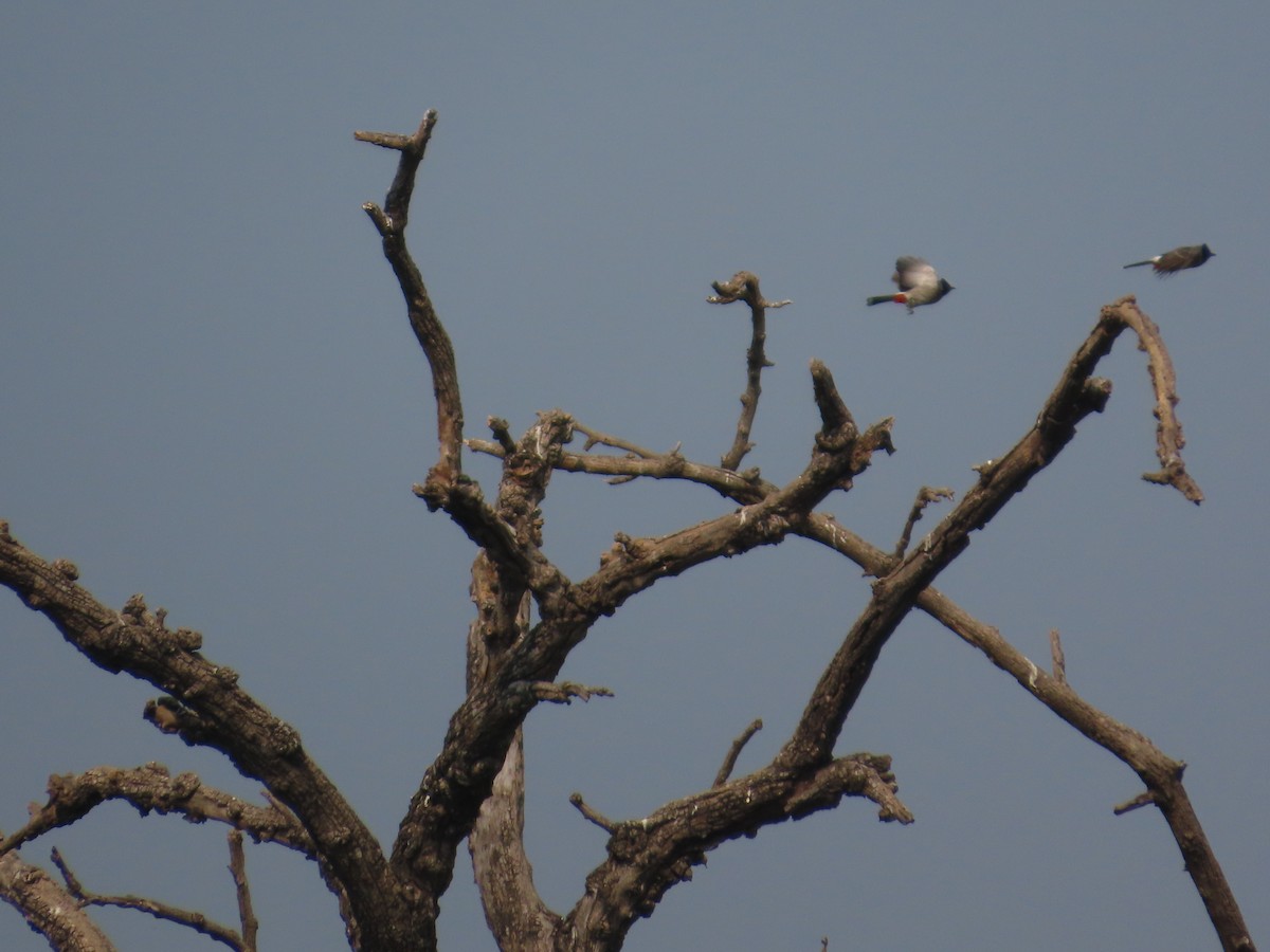 Red-vented Bulbul - ML646439658