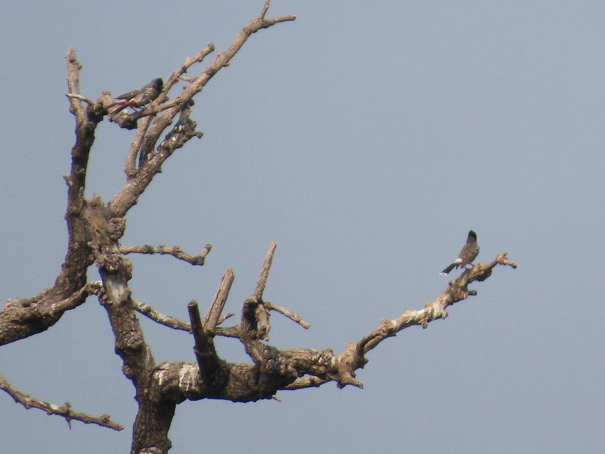 Red-vented Bulbul - ML646439659
