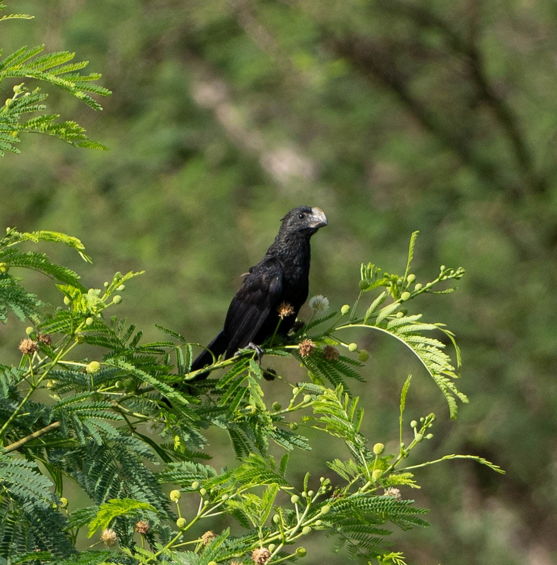 Smooth-billed Ani - ML646439660
