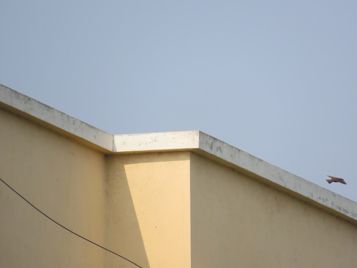 Dusky Crag-Martin - ML646439661