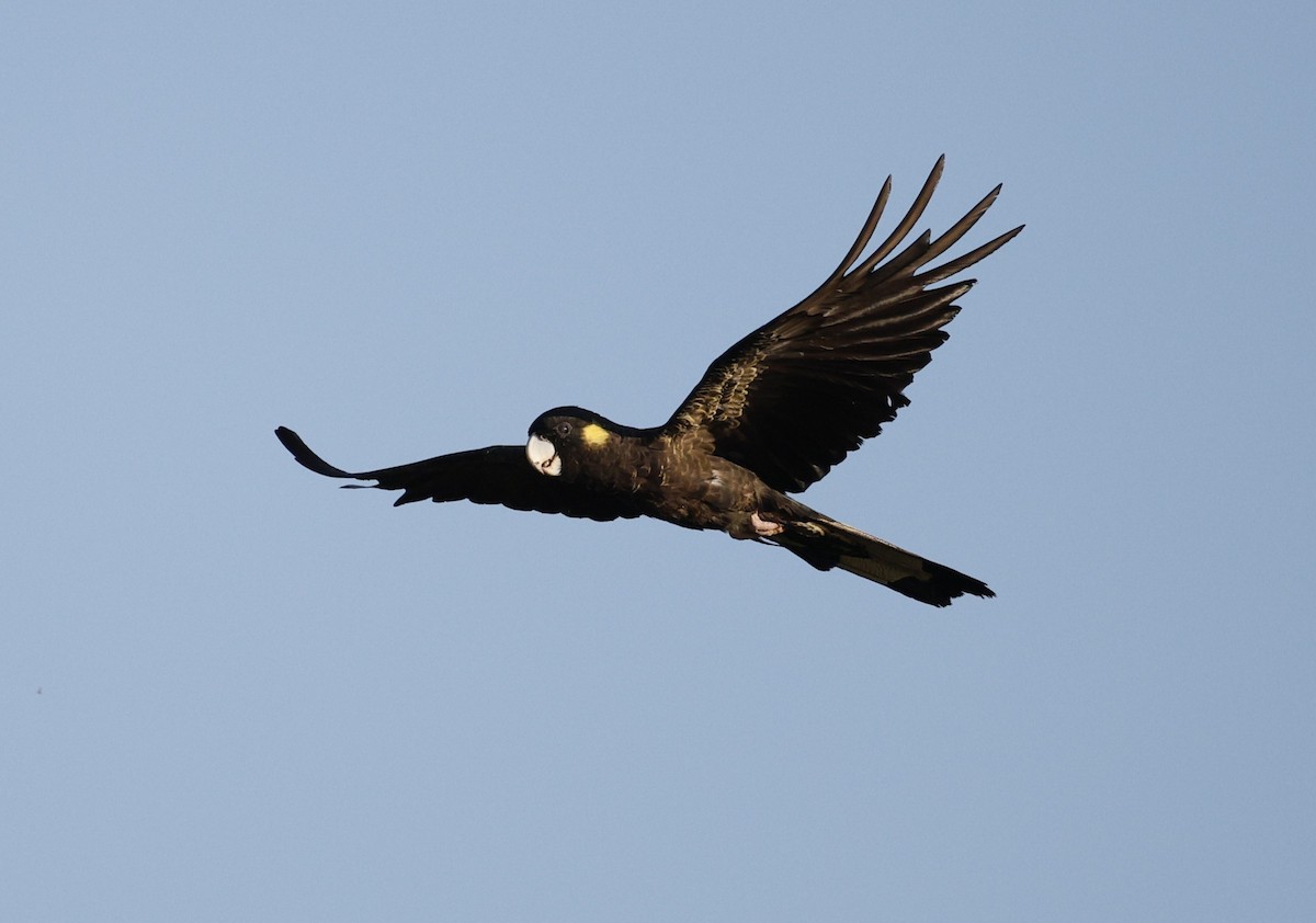 Yellow-tailed Black-Cockatoo - ML646439663